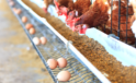 Yumurta üretimi yüzde 6,5 arttı
